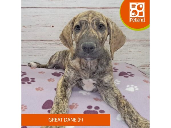 Great Dane-DOG-Female-Brindle-4094-Petland Hilliard, Ohio