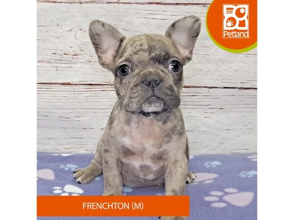 Frenchton-DOG-Female-Merle-4098-Petland Hilliard, Ohio