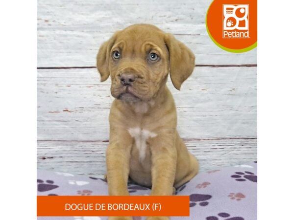 Dogue De Bordeaux-Dog-Female-Red-4106-Petland Hilliard, Ohio