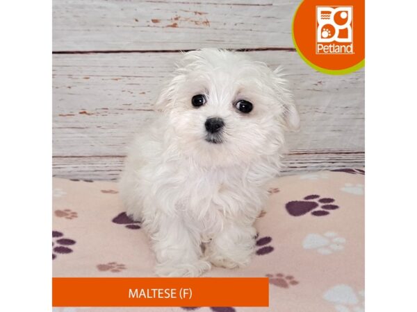 Maltese-DOG-Female-White-4105-Petland Hilliard, Ohio