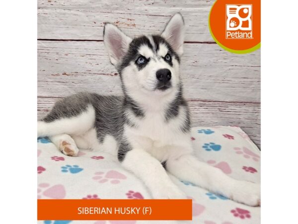 Siberian Husky-Dog-Female-Black / White-4103-Petland Hilliard, Ohio