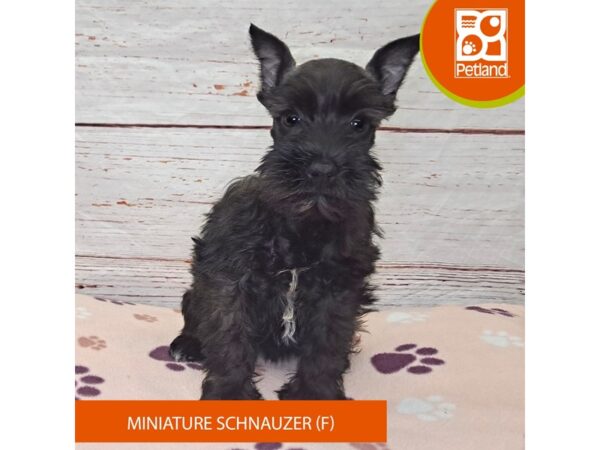 Miniature Schnauzer-Dog-Female-Black-4102-Petland Hilliard, Ohio