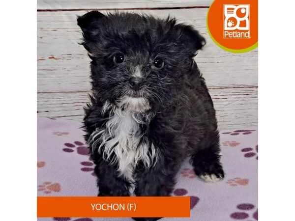 Yochon-Dog-Female-Black-4107-Petland Hilliard, Ohio