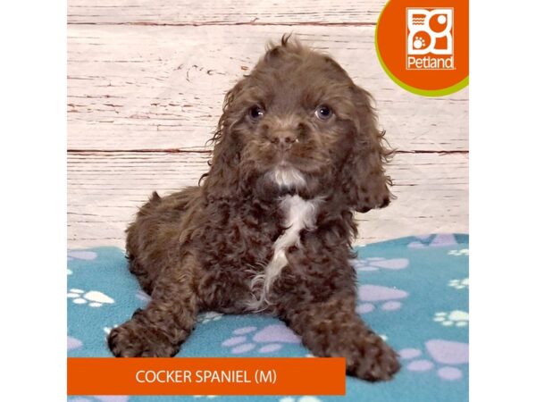 Cocker Spaniel-Dog-Male-Chocolate-4109-Petland Hilliard, Ohio