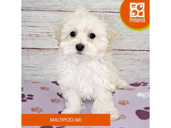 Poodle/Maltese-Dog-Male-Apricot-4110-Petland Hilliard, Ohio