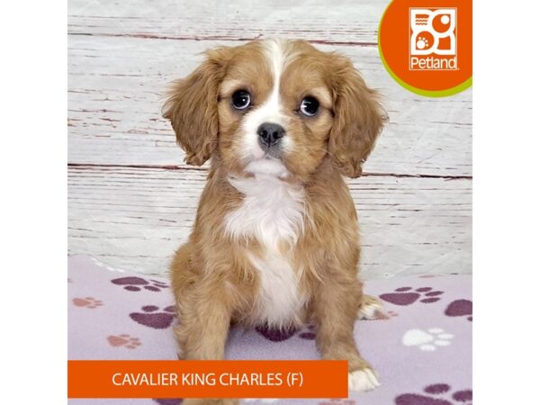 Cavalier King Charles Spaniel-Dog-Female-Ruby-4111-Petland Hilliard, Ohio