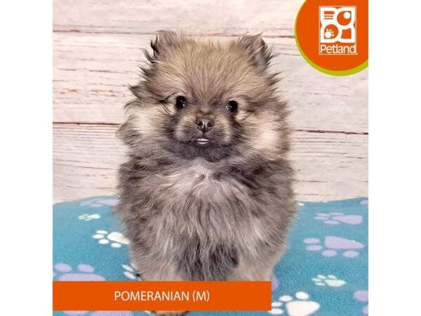 Pomeranian-Dog-Male-Wolf Sable-4113-Petland Hilliard, Ohio