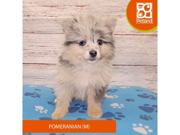 Pomeranian-Dog-Male-Blue Merle-4118-Petland Hilliard, Ohio