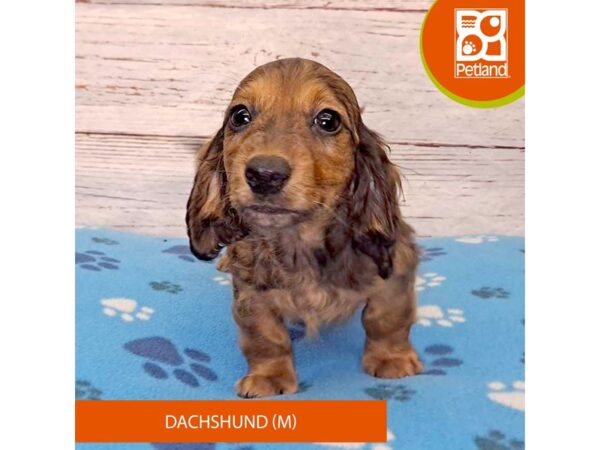 Dachshund-DOG-Male-Black Sable-4117-Petland Hilliard, Ohio