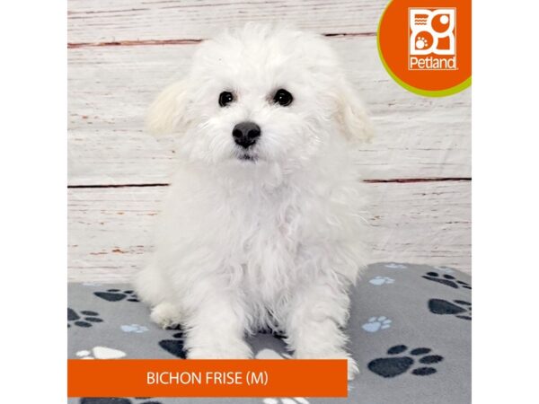 Bichon Frise-DOG-Male-White-4084-Petland Hilliard, Ohio