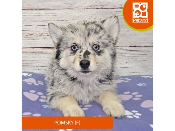 Pomsky-DOG-Female-Blue Merle-4123-Petland Hilliard, Ohio