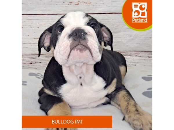 Bulldog-Dog-Male-Black Tan / White-4122-Petland Hilliard, Ohio