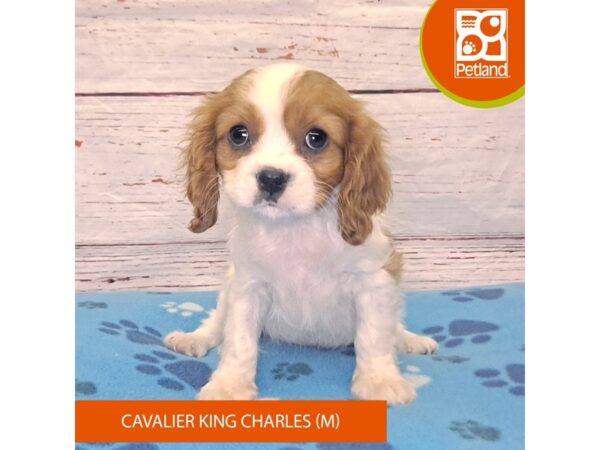 Cavalier King Charles Spaniel-Dog-Male-Blenheim-4120-Petland Hilliard, Ohio