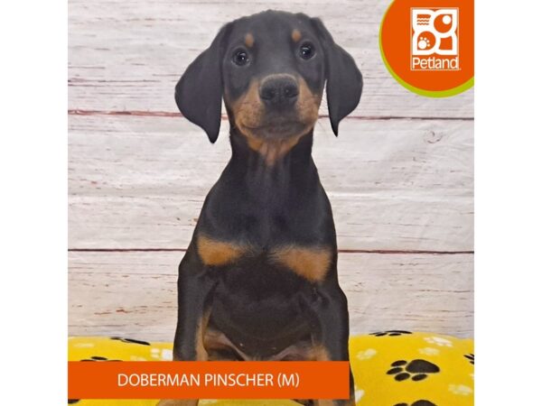 Doberman Pinscher-Dog-Male-Black / Rust-4119-Petland Hilliard, Ohio