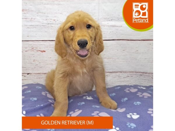 Golden Retriever-Dog-Male-Golden-4133-Petland Hilliard, Ohio