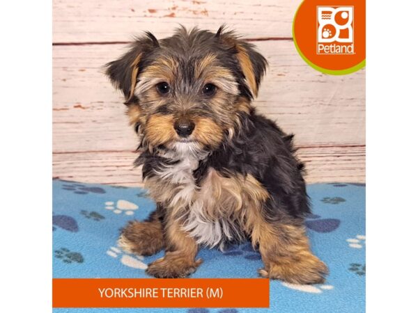 Yorkshire Terrier-Dog-Male-Black / Tan-4130-Petland Hilliard, Ohio