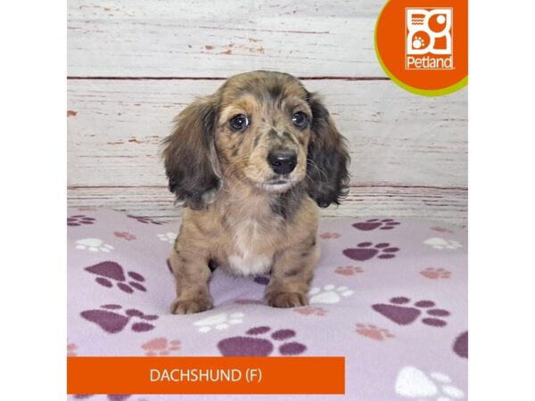 Dachshund-Dog-Female-Red-4126-Petland Hilliard, Ohio