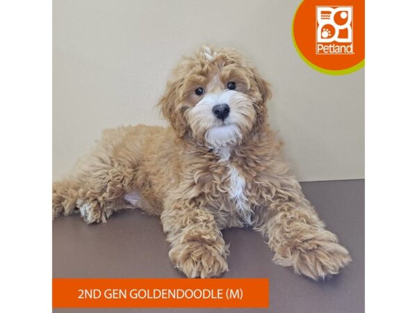 Goldendoodle 2nd Gen-Dog-Male-Red-4121-Petland Hilliard, Ohio