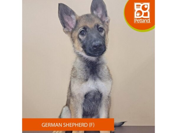 [#4143] Sable Female German Shepherd Dog Puppies for Sale