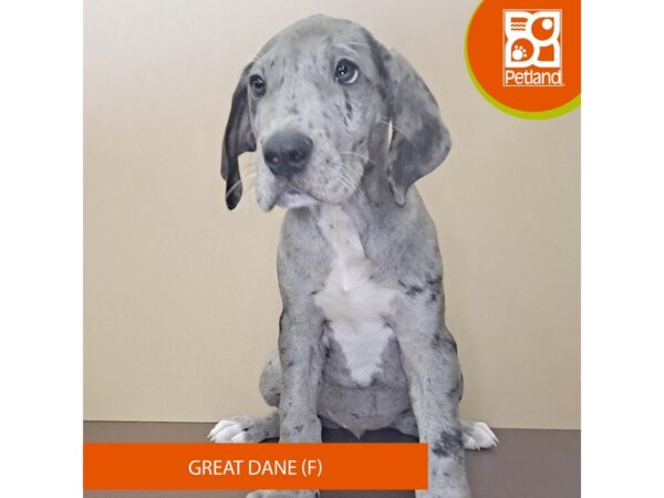 [#4144] Blue Merle Female Great Dane Puppies for Sale