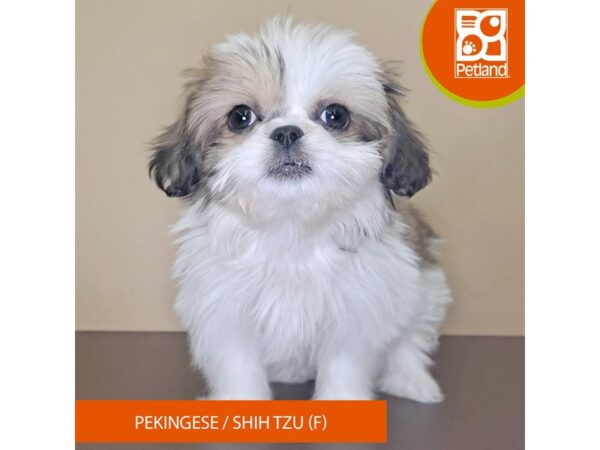 [#4142] Gold / White Female Pekingese/Shih Tzu Puppies for Sale