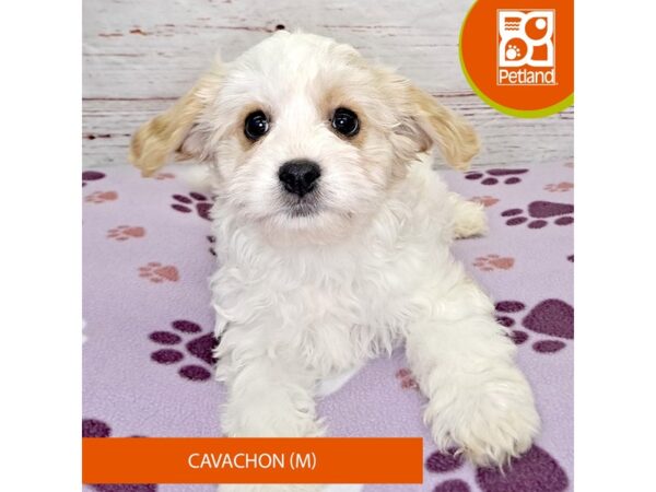 Cavachon Dog Male Blenheim 4108 Petland Hilliard, Ohio