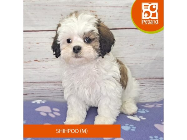 Shihpoo-Dog-Male-Brown / White-4132-Petland Hilliard, Ohio