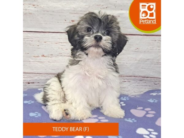 Teddy Bear-Dog-Female-Tri-Colored-4131-Petland Hilliard, Ohio