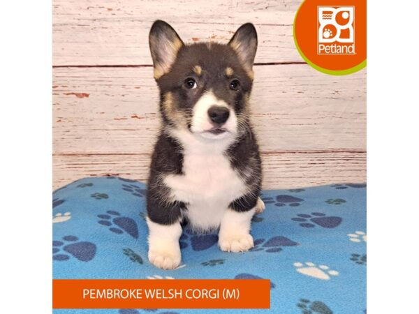 Pembroke Welsh Corgi-Dog-Male-Black White / Tan-4128-Petland Hilliard, Ohio