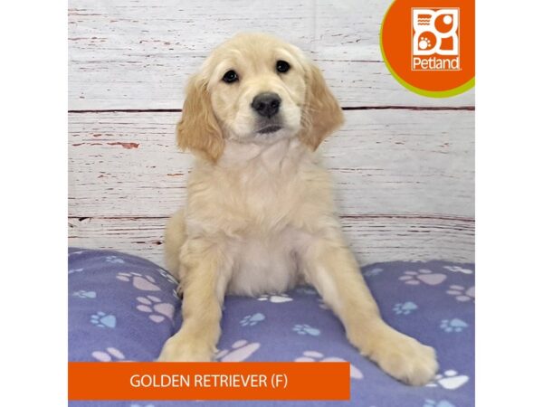 Golden Retriever-Dog-Female-Light Golden-4127-Petland Hilliard, Ohio