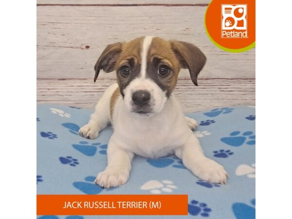 Jack Russell Terrier-Dog-Male-Brown / White-4140-Petland Hilliard, Ohio