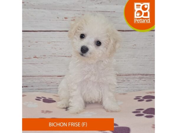 Bichon Frise-Dog-Female-White-4135-Petland Hilliard, Ohio