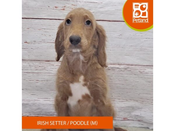[#4145] Red Male Irish Setter/Poodle Puppies for Sale