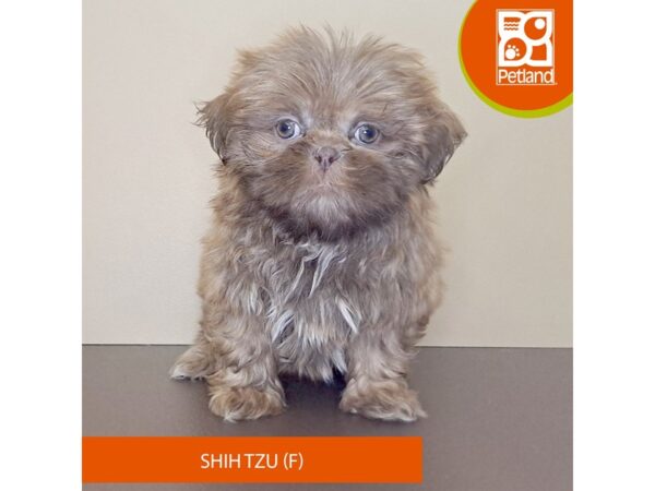 [#4151] Brown Female Shih Tzu Puppies for Sale