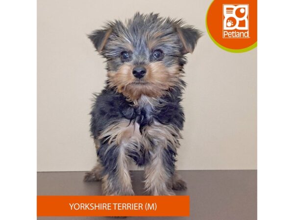 Yorkshire Terrier-Dog-Male-Black / Tan-4149-Petland Hilliard, Ohio