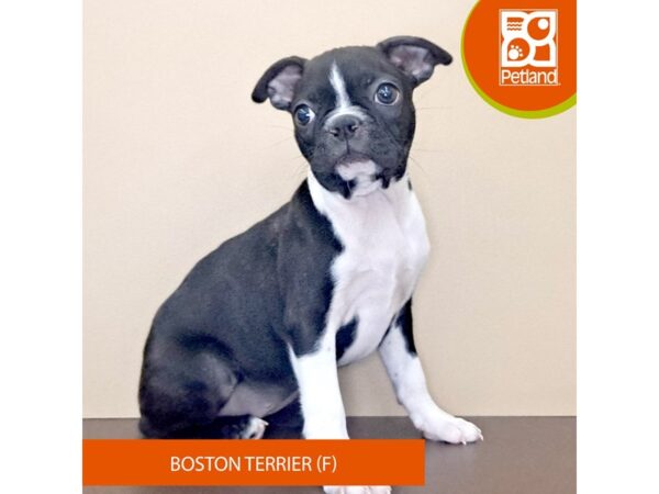 [#4148] Black / White Female Boston Terrier Puppies for Sale
