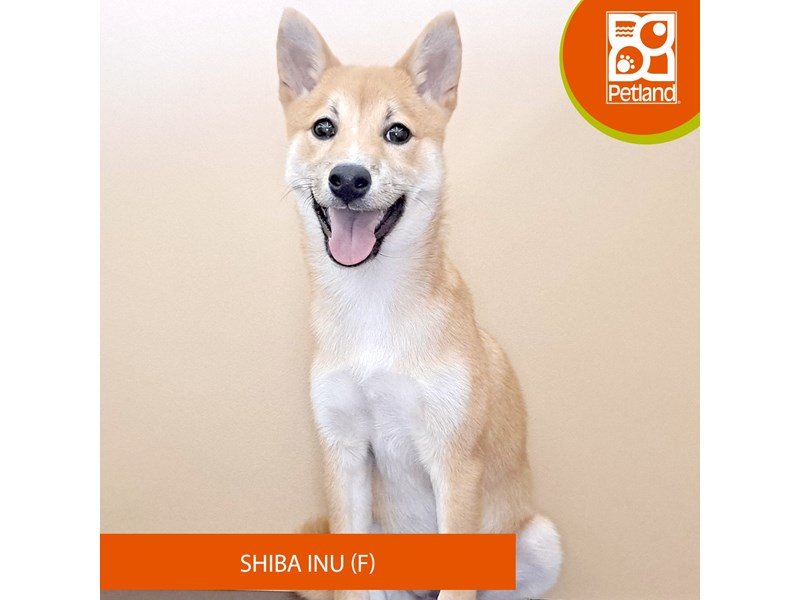 Available Pets Page 2 of 2 Petland Hilliard, Ohio