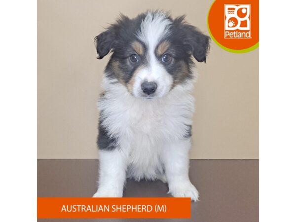 Australian Shepherd-Dog-Male-Tri-Colored-4154-Petland Hilliard, Ohio