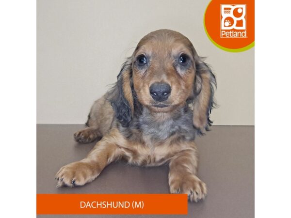 [#4155] Bronze Male Dachshund Puppies for Sale