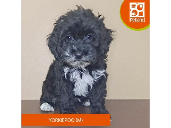 [#4156] Black / White Male Yorkiepoo Puppies for Sale
