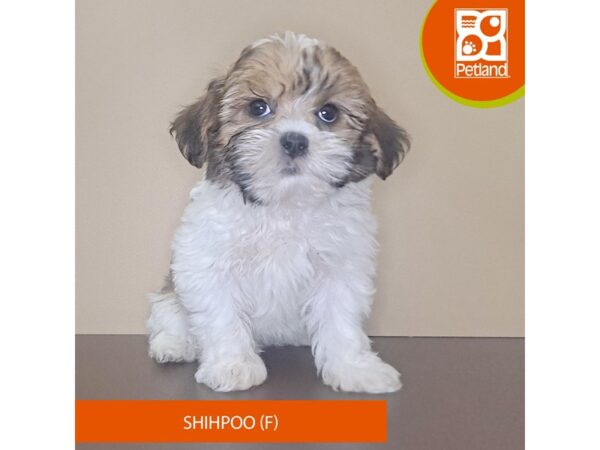 [#4157] Brown / White Female Shihpoo Puppies for Sale