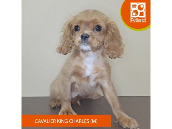 Cavalier King Charles Spaniel-Dog-Male-Ruby-4169-Petland Hilliard, Ohio