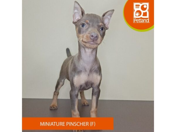 Miniature Pinscher-Dog-Female-Chocolate-4168-Petland Hilliard, Ohio