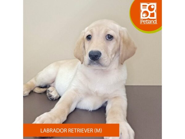 Labrador Retriever-Dog-Male-Yellow-4163-Petland Hilliard, Ohio