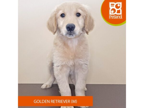 Golden Retriever-Dog-Male-Golden-4162-Petland Hilliard, Ohio