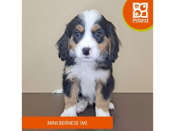 Mini Bernese-Dog-Male-Tri-Colored-4160-Petland Hilliard, Ohio