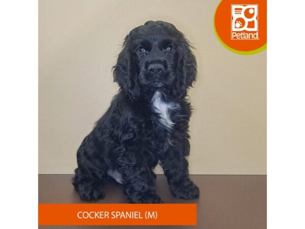 Cocker Spaniel-Dog-Male-Black-4175-Petland Hilliard, Ohio