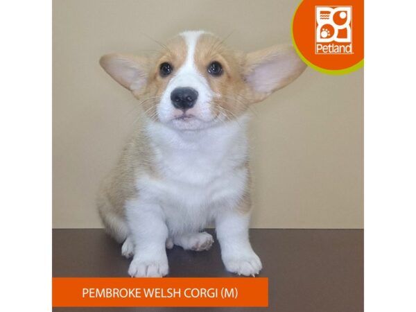 Pembroke Welsh Corgi-Dog-Male-Red / White-4172-Petland Hilliard, Ohio