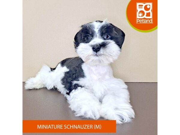 Miniature Schnauzer-Dog-Male-Black / White-4182-Petland Hilliard, Ohio