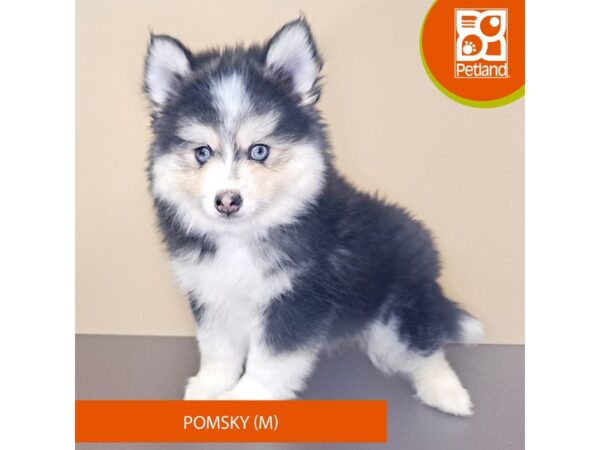 Pomsky-Dog-Male-Black Tan / White-4181-Petland Hilliard, Ohio